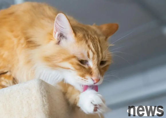 Reveal the secret! Top 10 Cold Knowledges that Cat Raising Experts Must Know