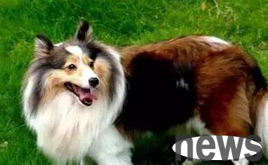 Ranking of the top ten most loyal dogs: First place, I have to accept it!