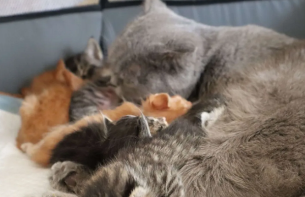 What are the symptoms of cat sub-health?