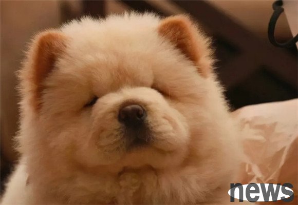 These four types of dogs cannot be raised casually. Once they are raised, they will only recognize you as the master.