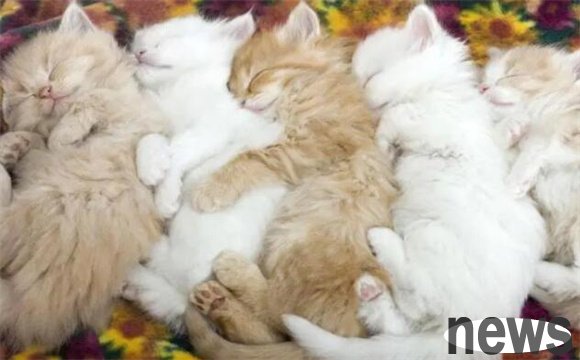 Which cat is the smartest? Smart cats are usually not visible