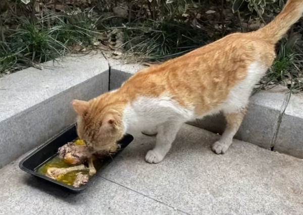 Why did the kitten get beaten to death when eating? Come and have a look