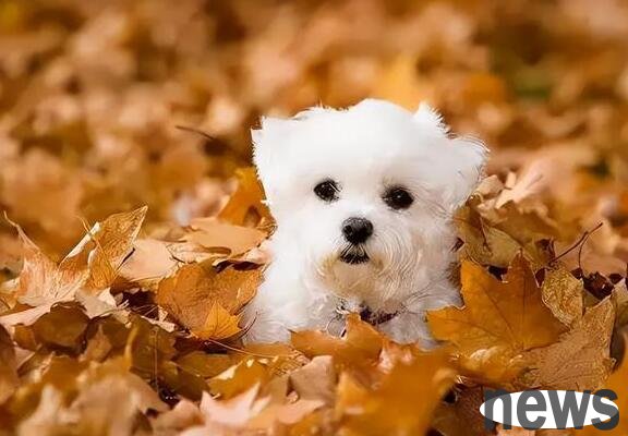 Dog Autumn Raising Manual, summarizes 6 difficult problems and solutions