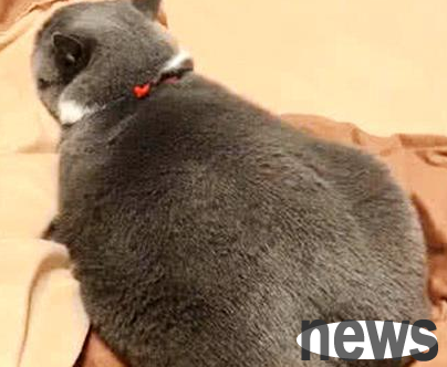 A fat cat was raised. It was cold and put its feet under its body. Seeing its performance, it was indeed not in vain.