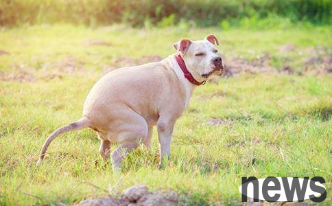 Why does your dog poop like jelly? What are the reasons?