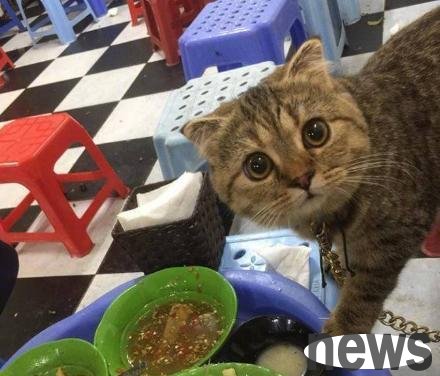 The owner was eating, and the civet cat suddenly stretched out its little paw: Are you sure you won t share it with me?