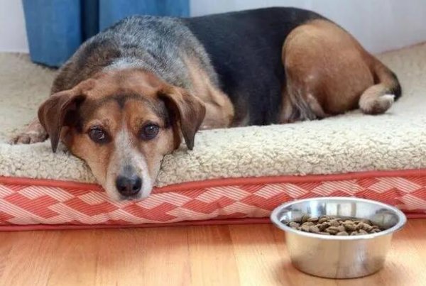 Why does a dog have vomiting and diarrhea? This article gives you the answer